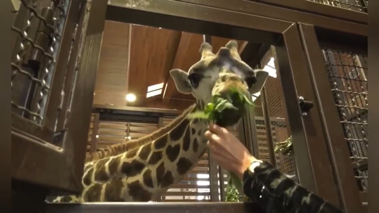 Месяц до открытия: Игорь Терехов показал, как выглядит Харьковский зоопарк фото 9 8