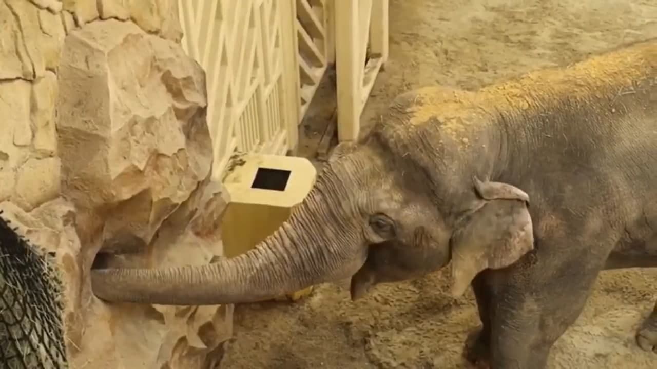 Месяц до открытия: Игорь Терехов показал, как выглядит Харьковский зоопарк фото 8 7