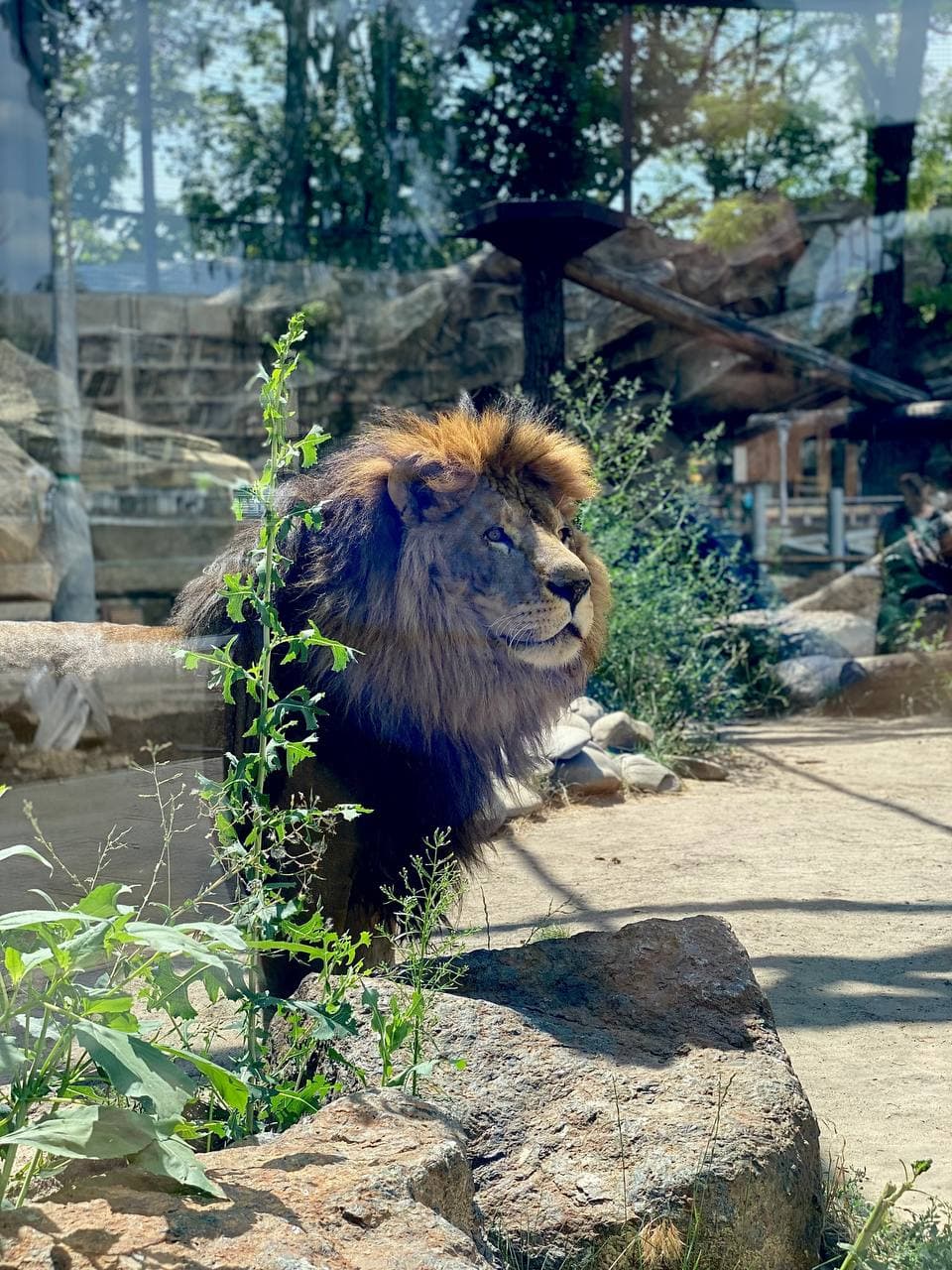 Бассейн с водопадом, качели для медведей: как выглядит зоопарк в Харькове за две недели до открытия фото 10 9