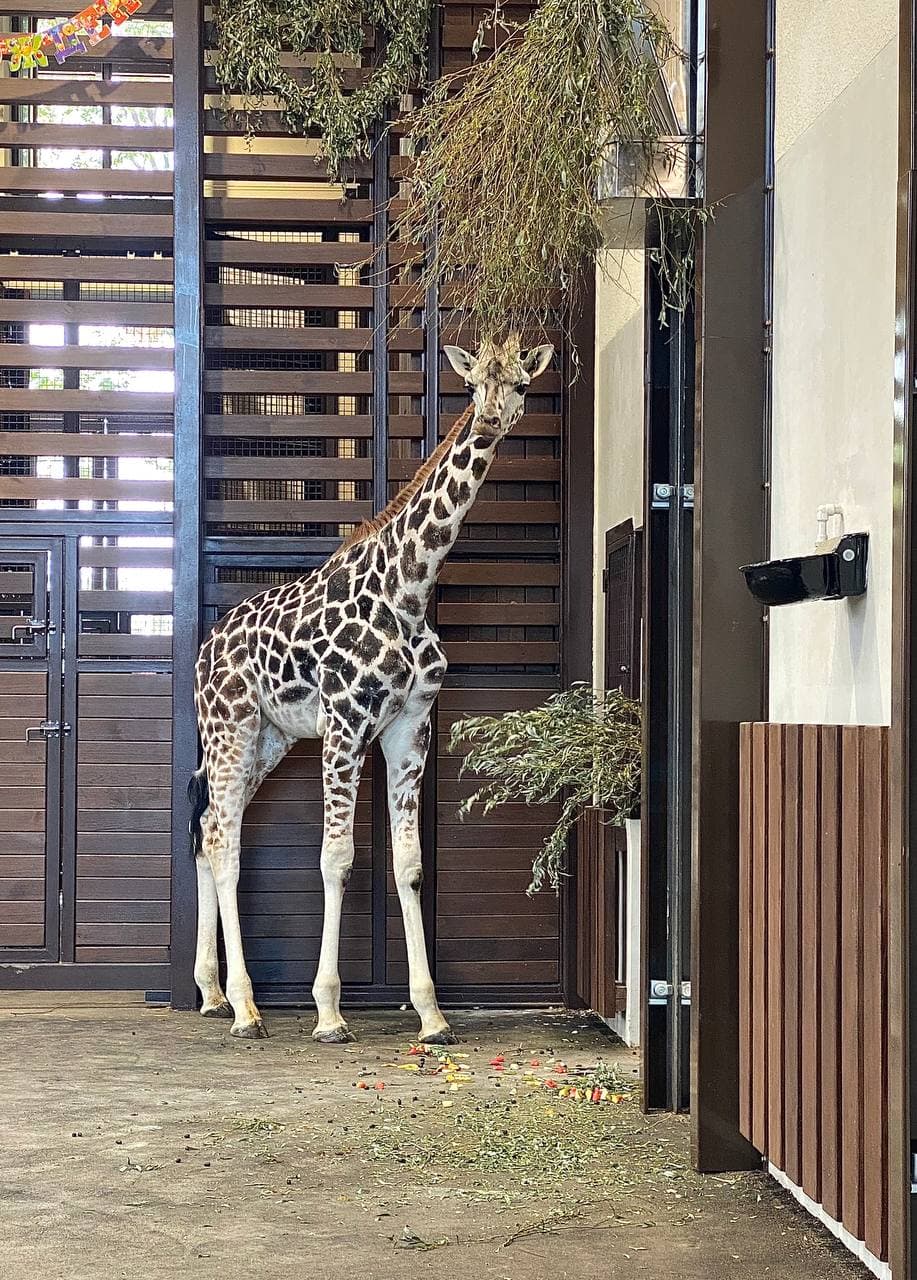 Бассейн с водопадом, качели для медведей: как выглядит зоопарк в Харькове за две недели до открытия фото 7 6