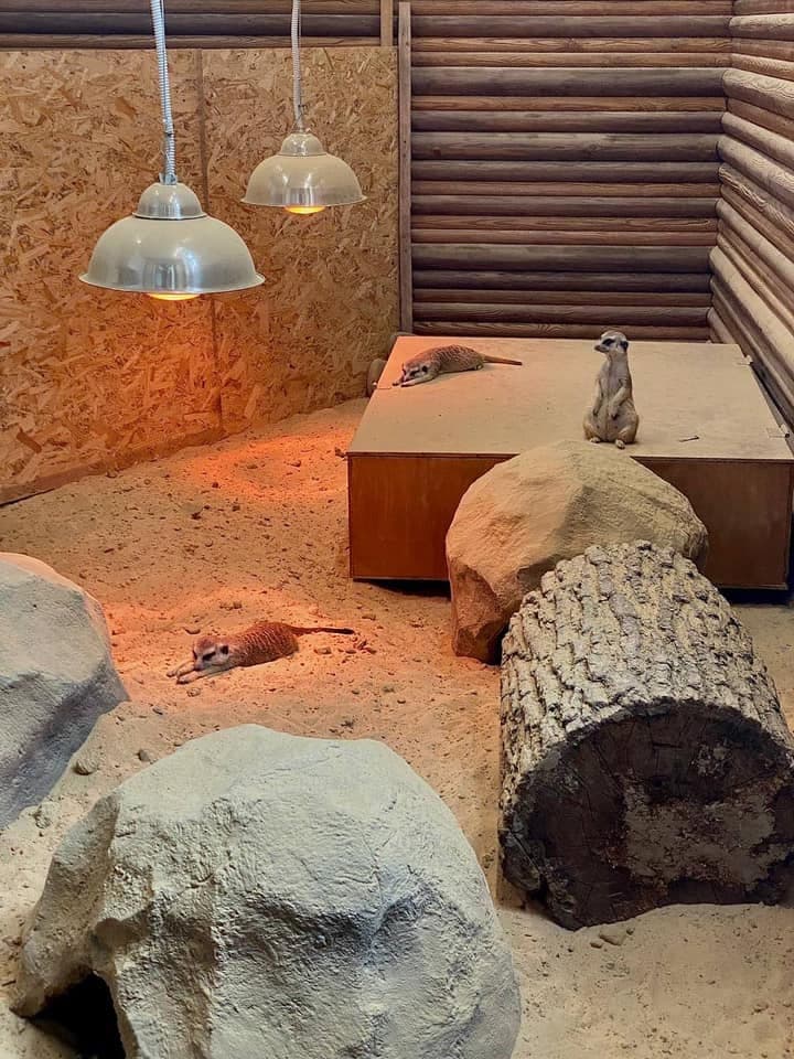 Бассейн с водопадом, качели для медведей: как выглядит зоопарк в Харькове за две недели до открытия фото 2 1