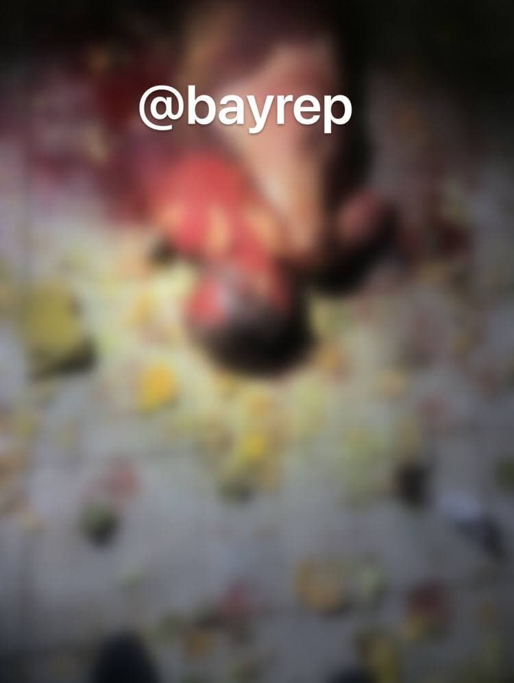 Насмерть: в Харькове пять бойцовских собак загрызли женщину фото 1