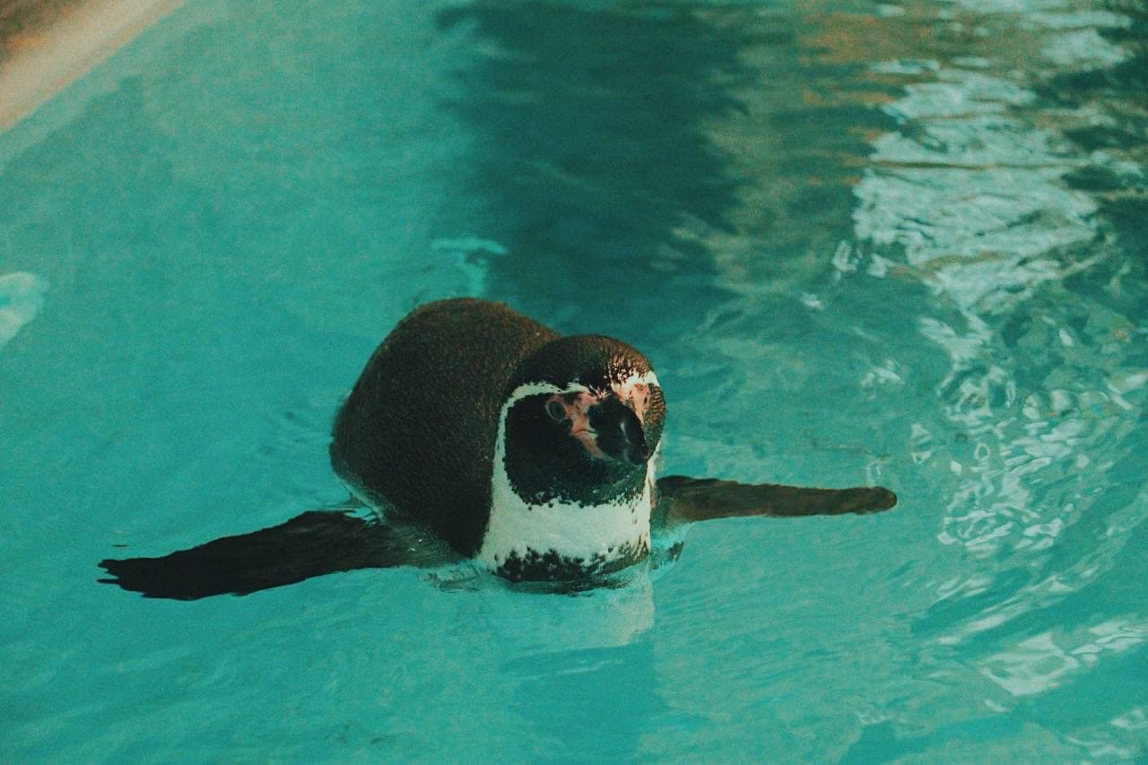 Смотри видео: в Харьковском зоопарке поселились пингвины Гумбольдта фото 1