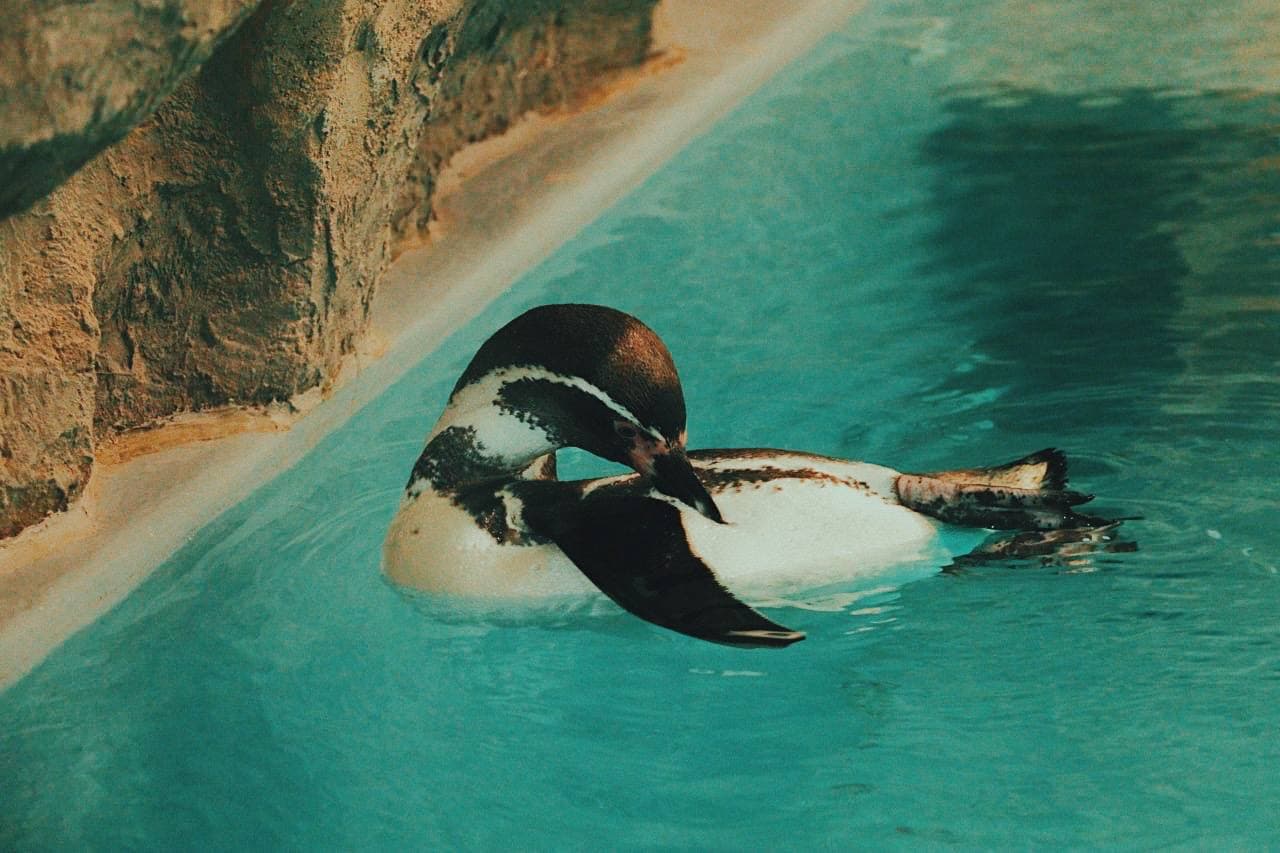 Смотри видео: в Харьковском зоопарке поселились пингвины Гумбольдта фото 3 2