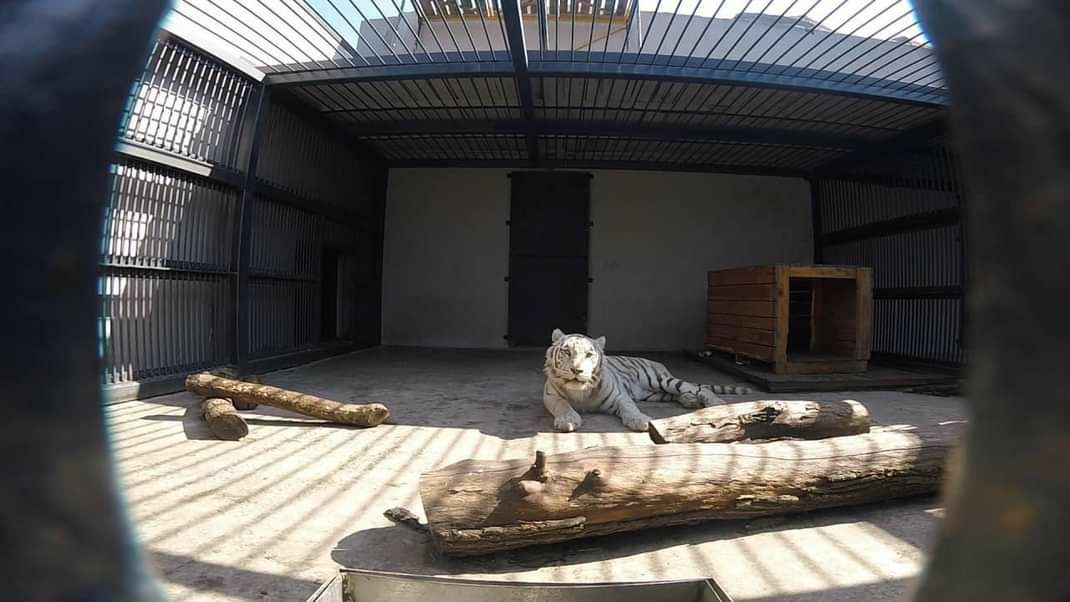 Харківський зоопарк прийняв левів, тигрів та ягуарів з екопарку.