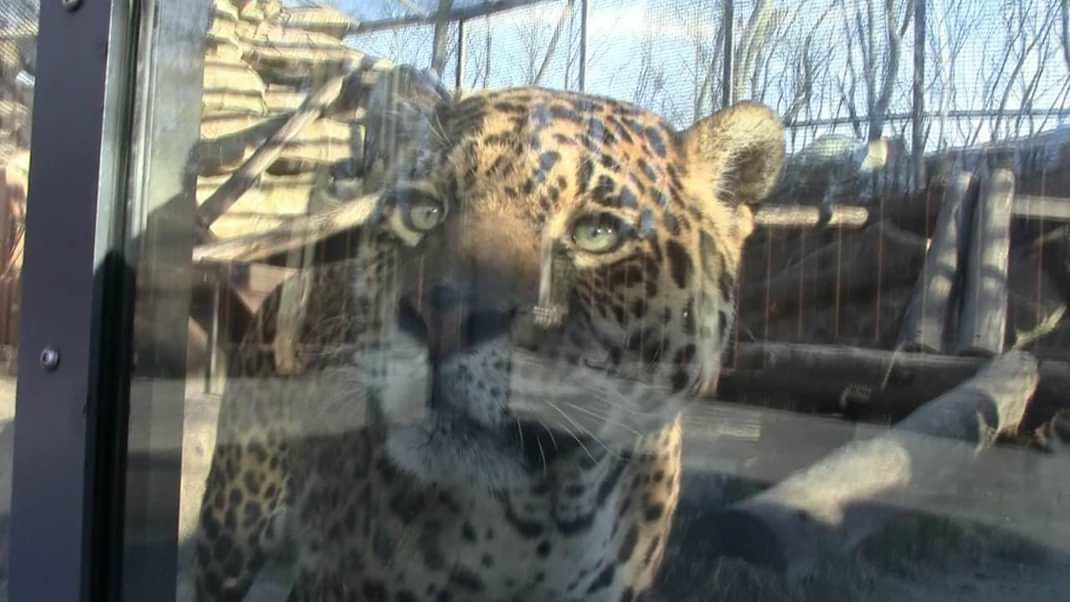 Харківський зоопарк прийняв левів, тигрів та ягуарів з екопарку.