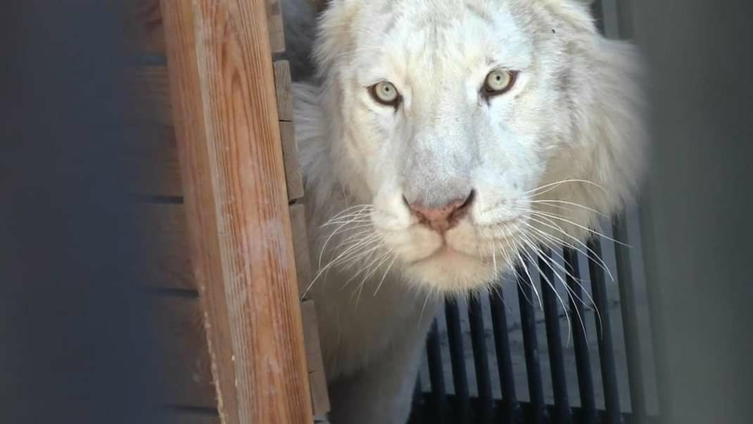 Харківський зоопарк прийняв левів, тигрів та ягуарів з екопарку.
