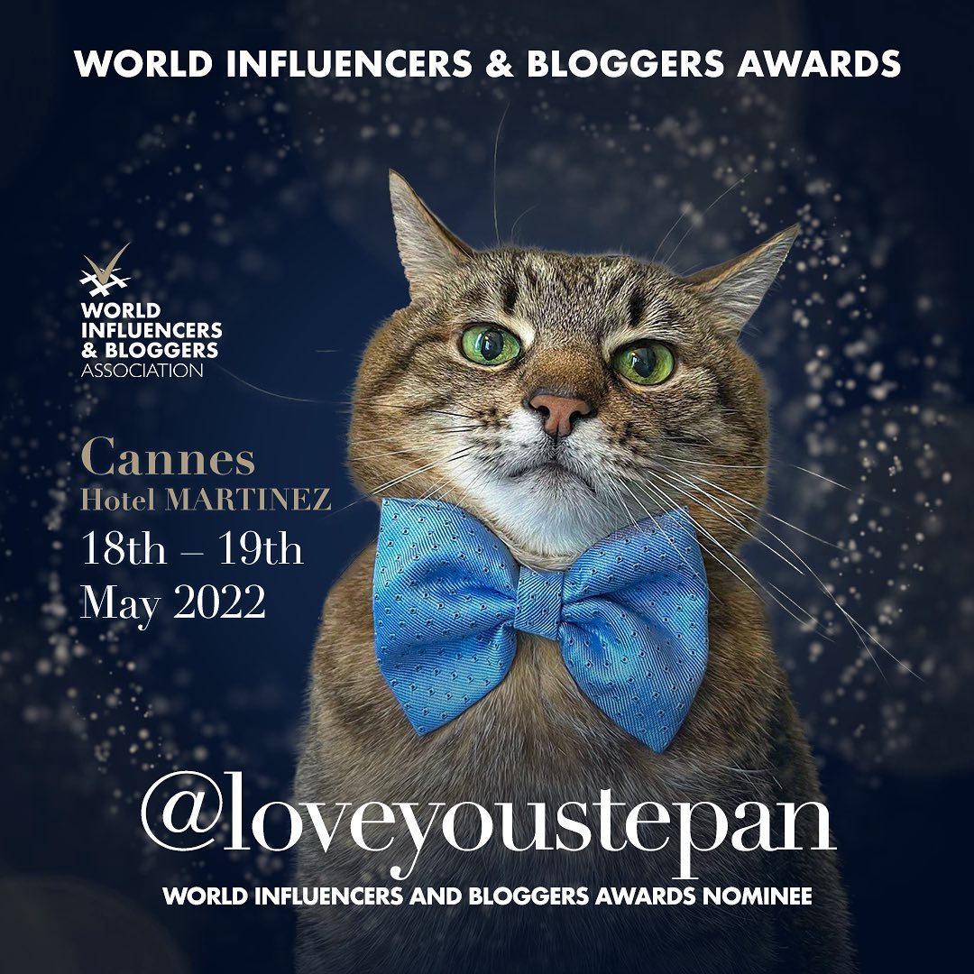 Харьковского кота Степана номинировали на мировую премию World Influencers and Bloggers Awards 2022. Фото: instagram.com/loveyoustepan/