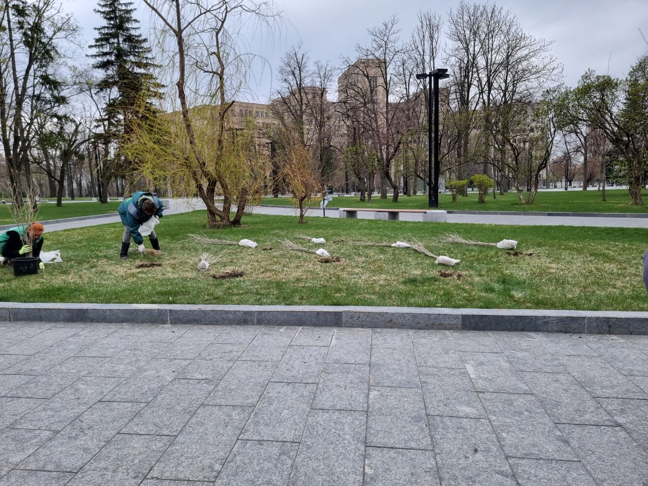 На площади Свободы высадили саженцы, которые отправила пенсионерка с запада Украины.