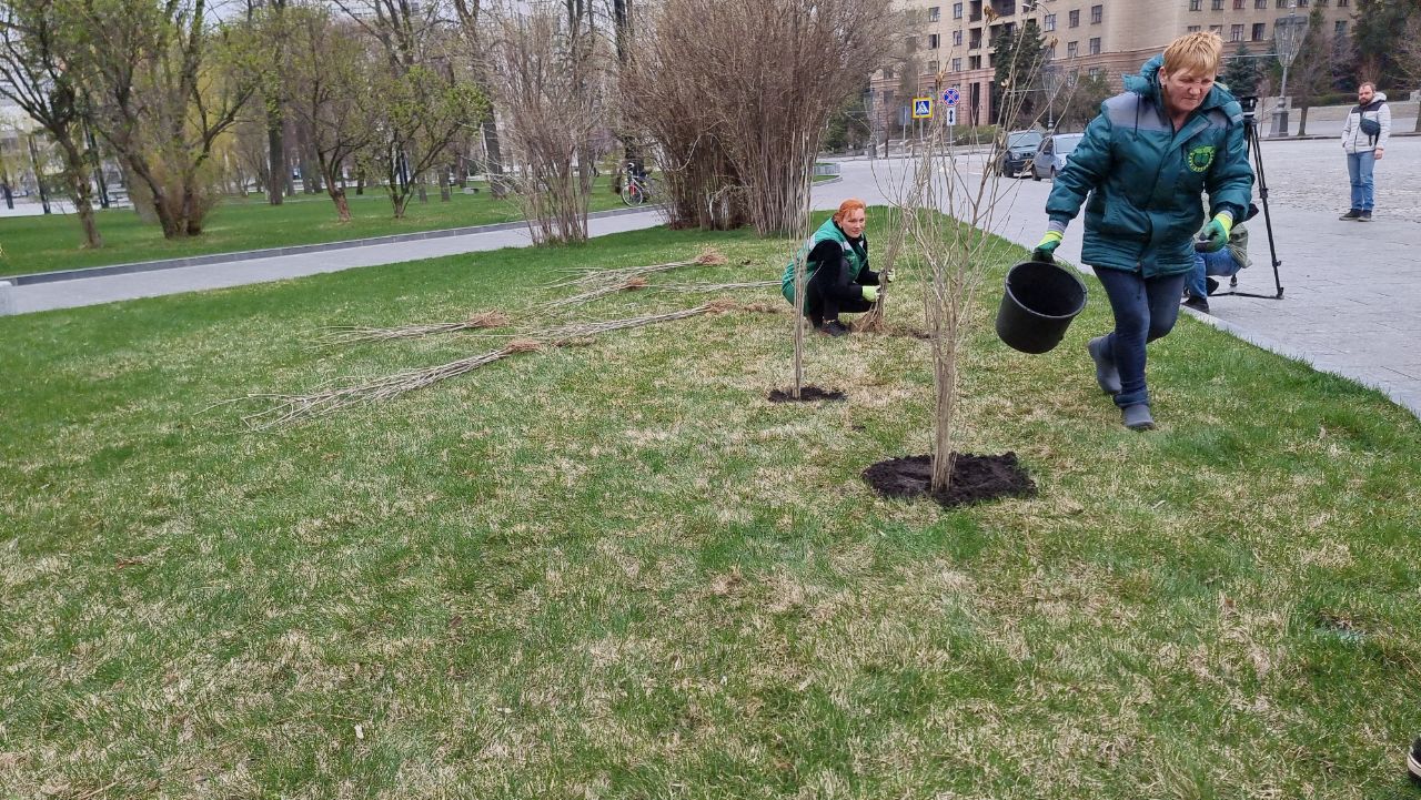 На площади Свободы высадили саженцы, которые отправила пенсионерка с запада Украины.