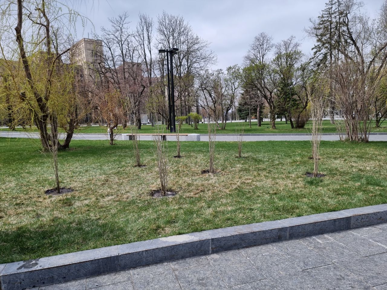 На площади Свободы высадили саженцы, которые отправила пенсионерка с запада Украины.