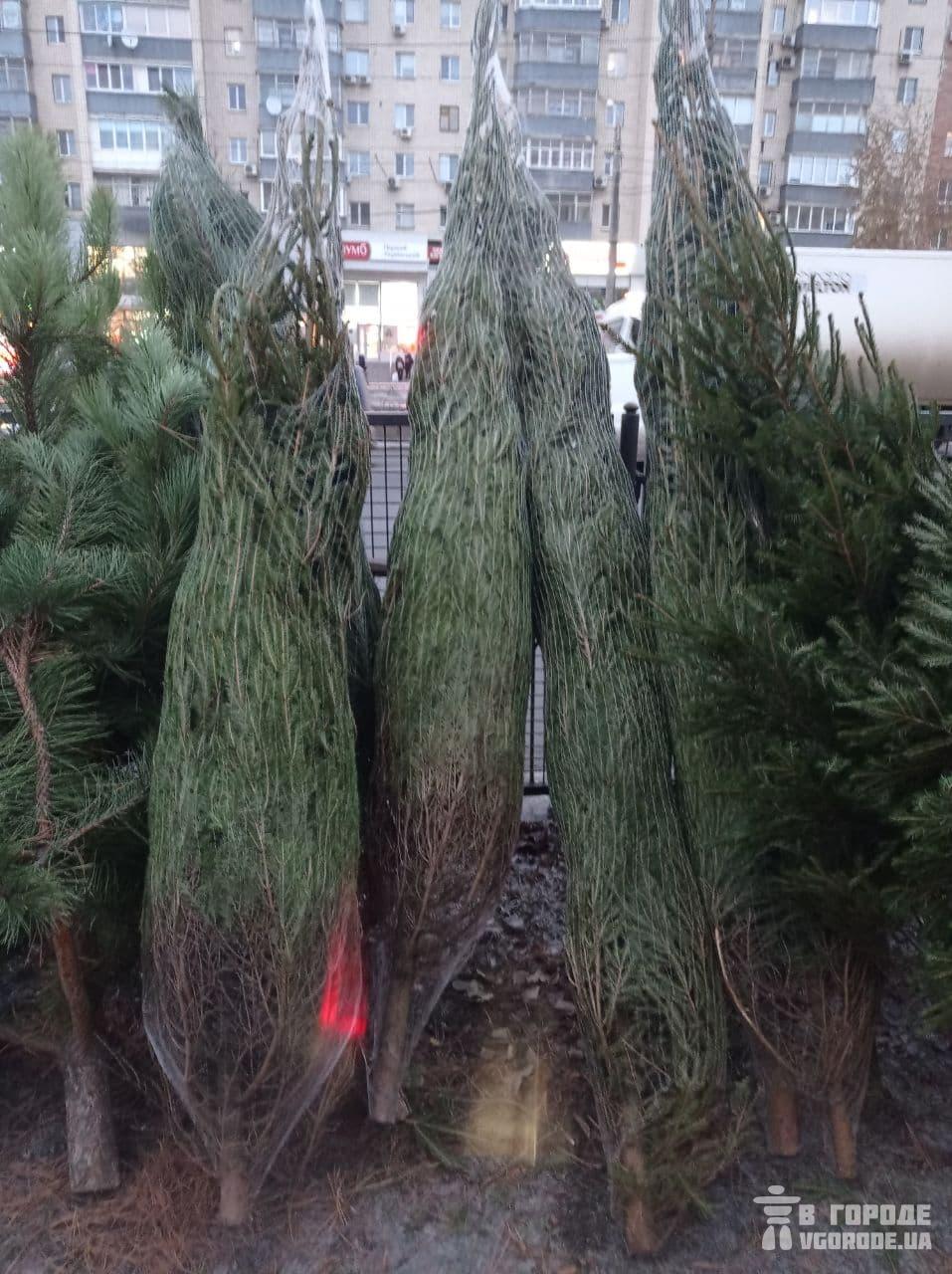 Цены на елки в Харькове в 2020 году: на Холодной горе просят от 200 гривен за дерево, но в некоторых районах можно найти дешевле. Фото: Vgorode
