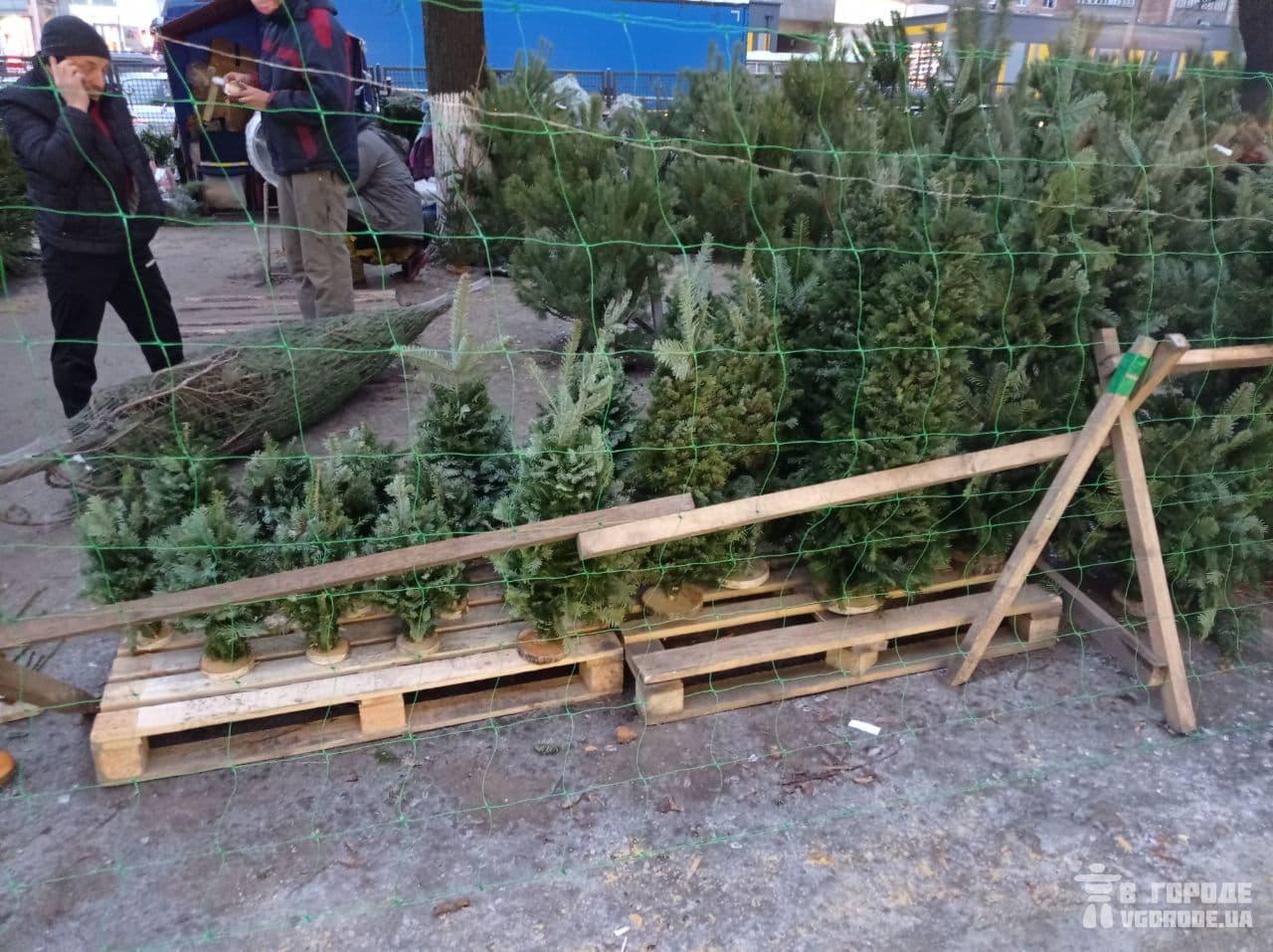 Проданные елки пакуют в сетку. Фото: Vgorode