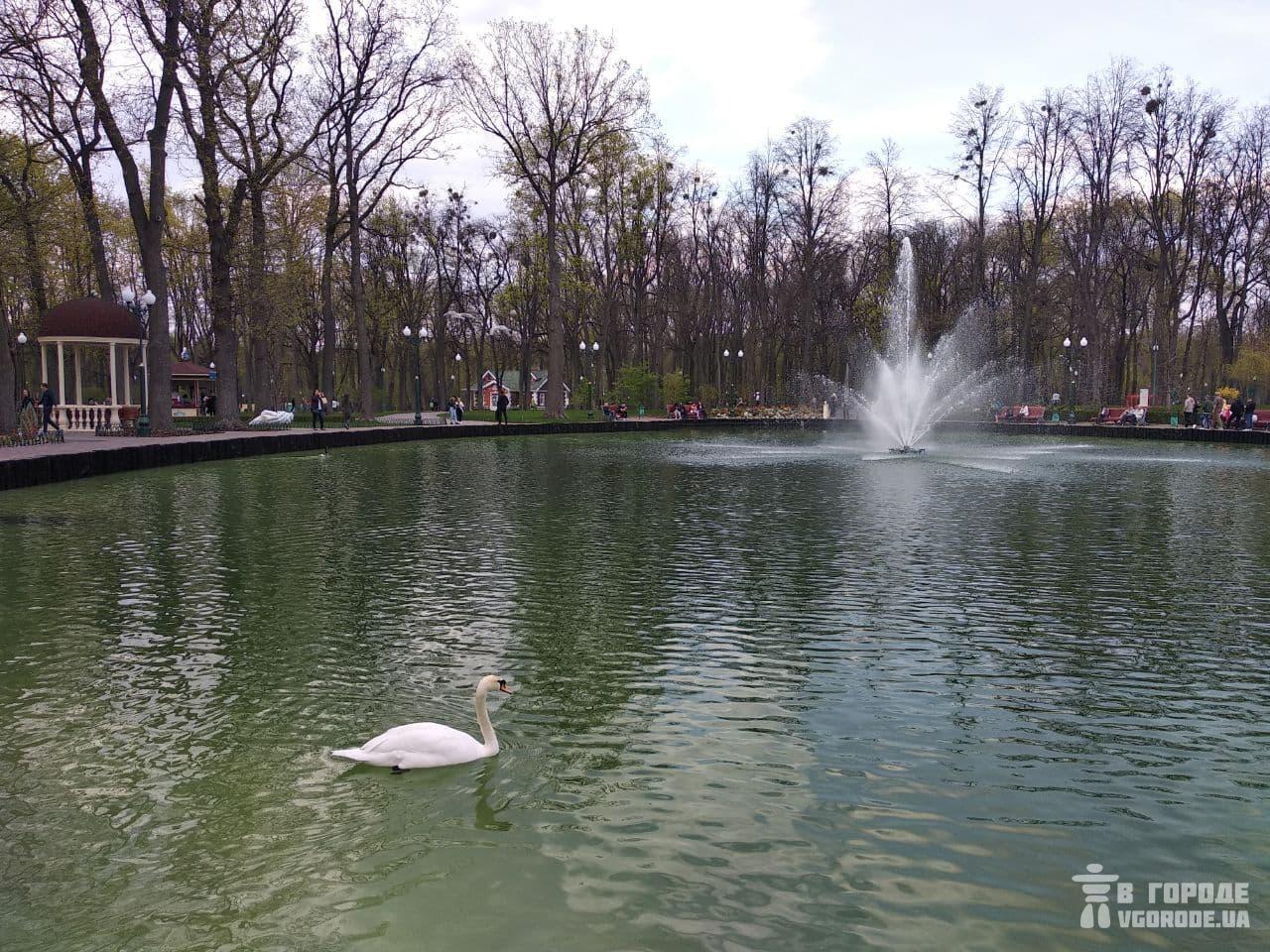 Фотофакт: на озеро в парке Горького вернули лебедей и уток фото 2 1