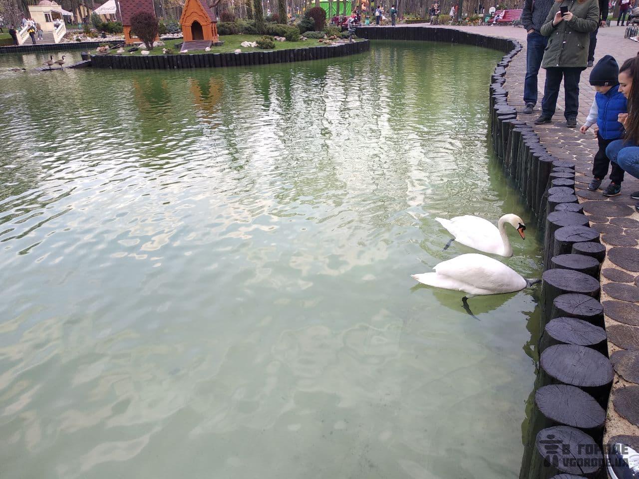 Фотофакт: на озеро в парке Горького вернули лебедей и уток фото 6 5