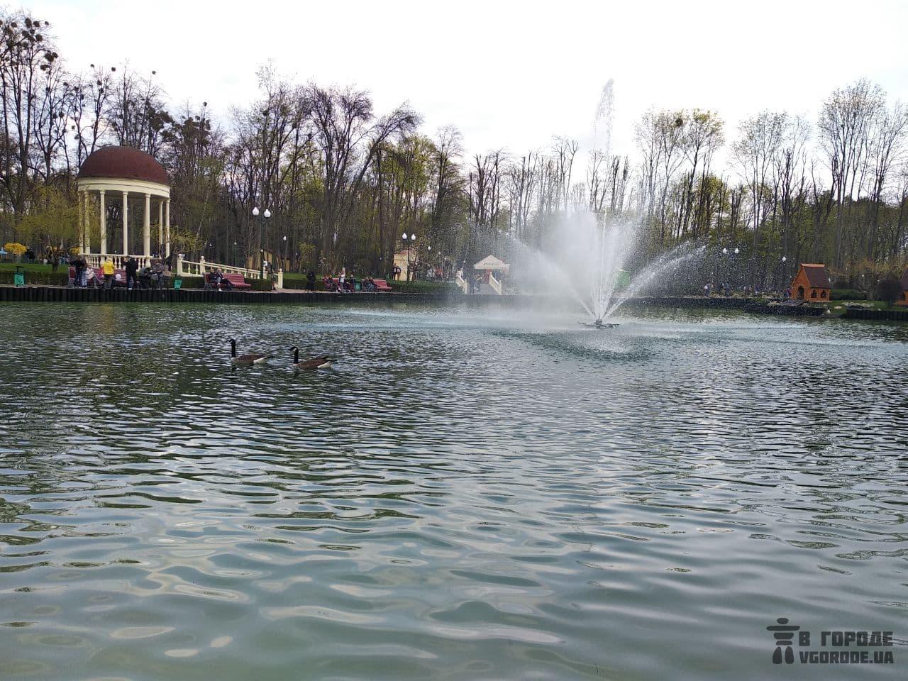 Фотофакт: на озеро в парке Горького вернули лебедей и уток фото 5 4