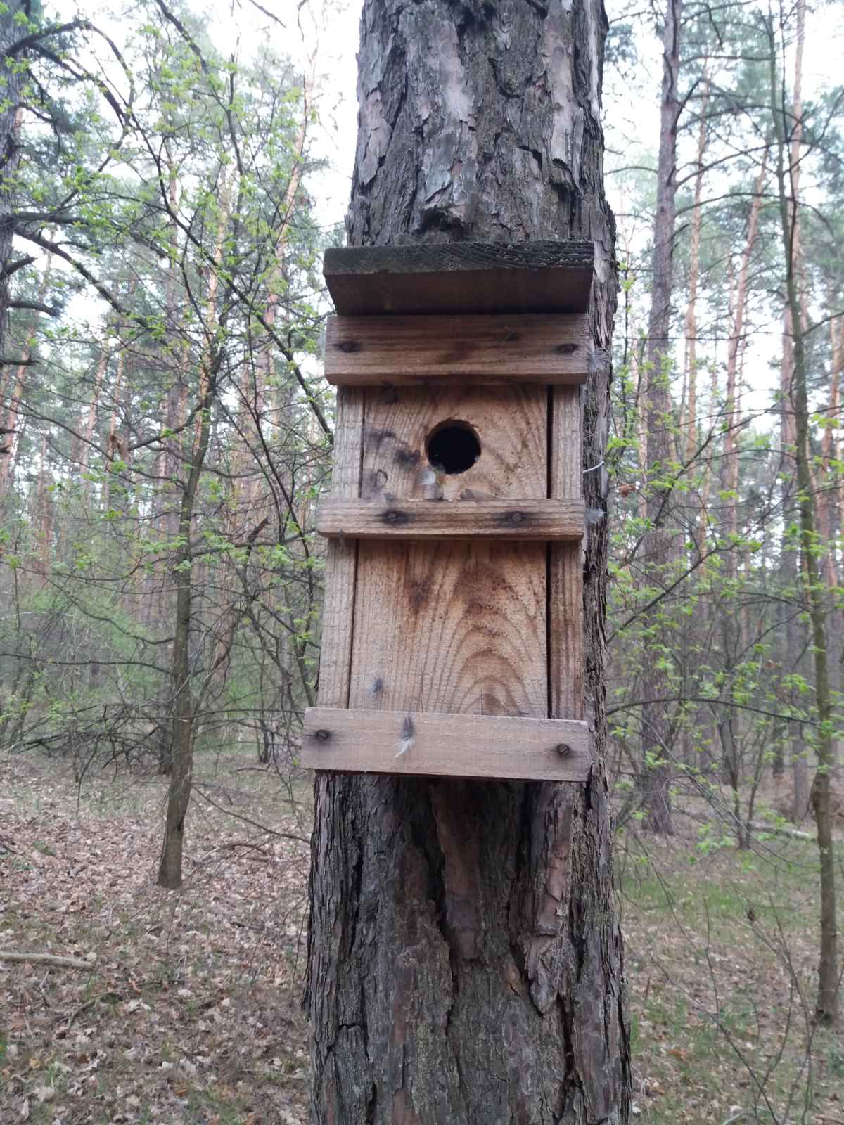 Строят домики и наблюдают: в харьковском Экопарке студенты восстанавливают популяцию птиц фото 2 1