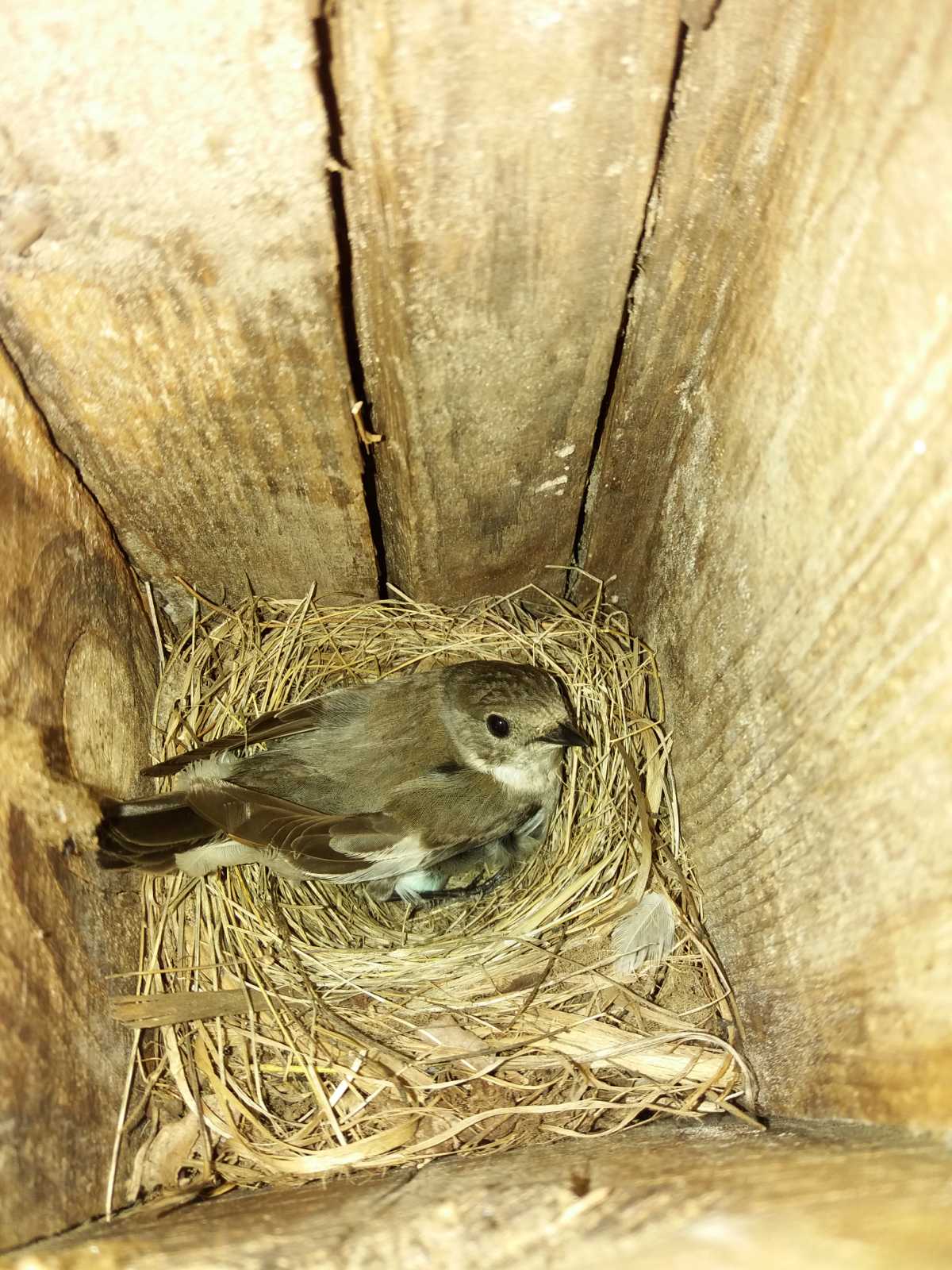 Строят домики и наблюдают: в харьковском Экопарке студенты восстанавливают популяцию птиц фото 4 3