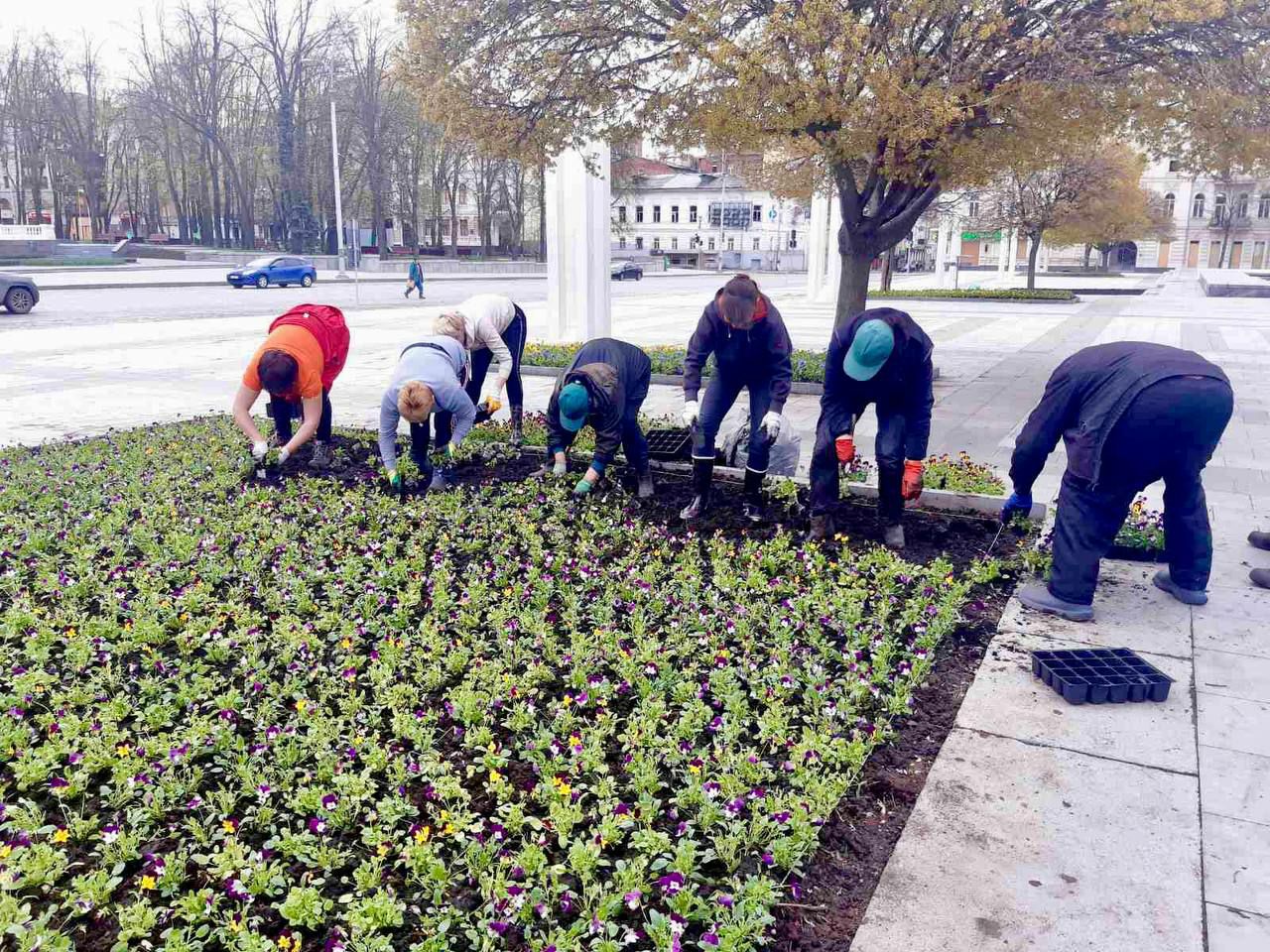 Тюльпаны и желто-голубые виолы: в Харькове начали высаживать цветы.
