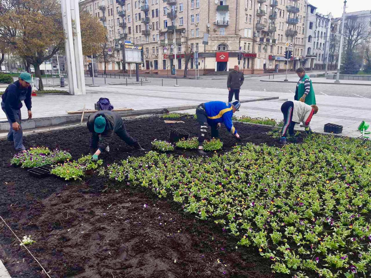 Тюльпаны и желто-голубые виолы: в Харькове начали высаживать цветы.