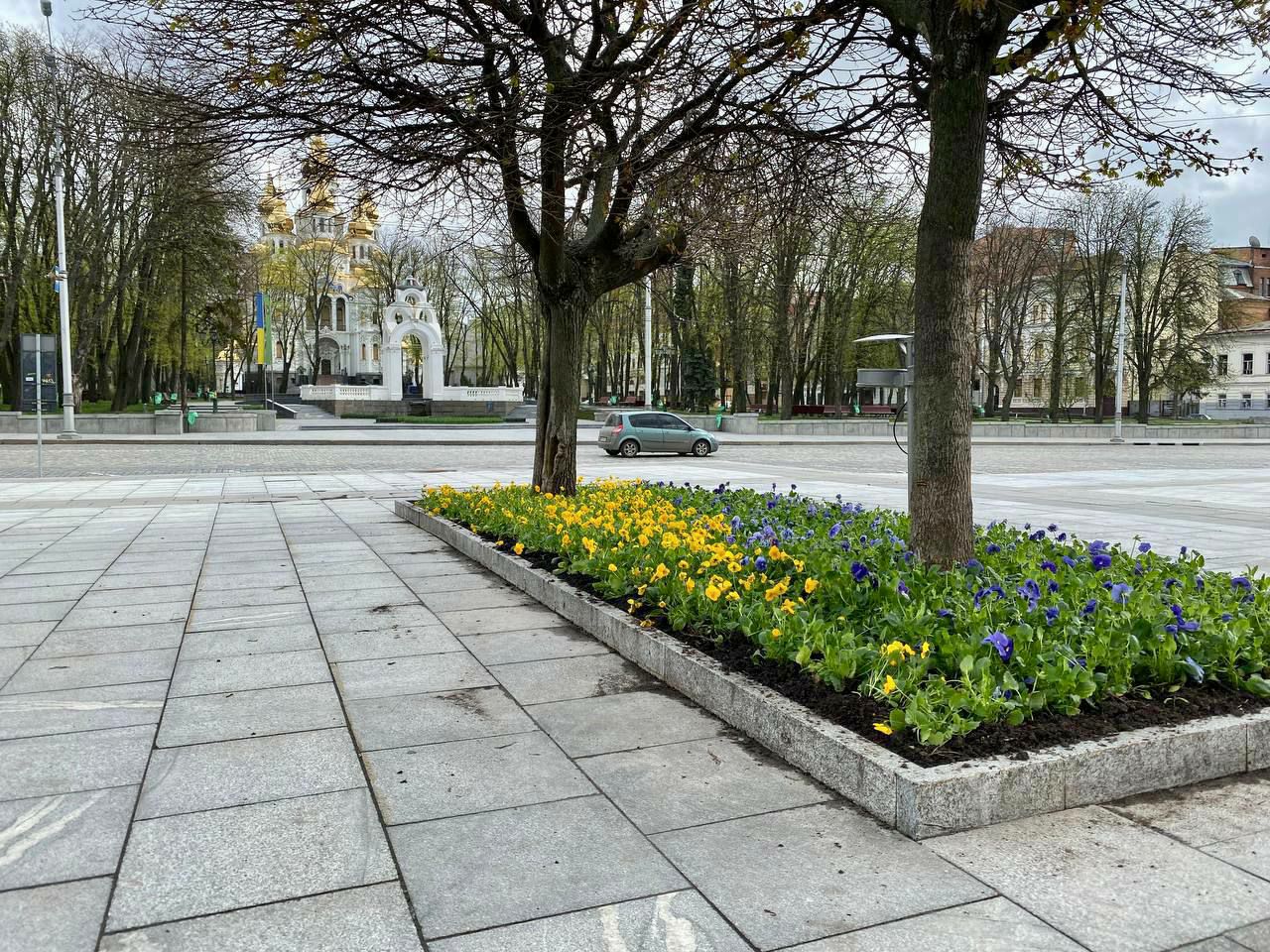 Тюльпаны и желто-голубые виолы: в Харькове начали высаживать цветы.