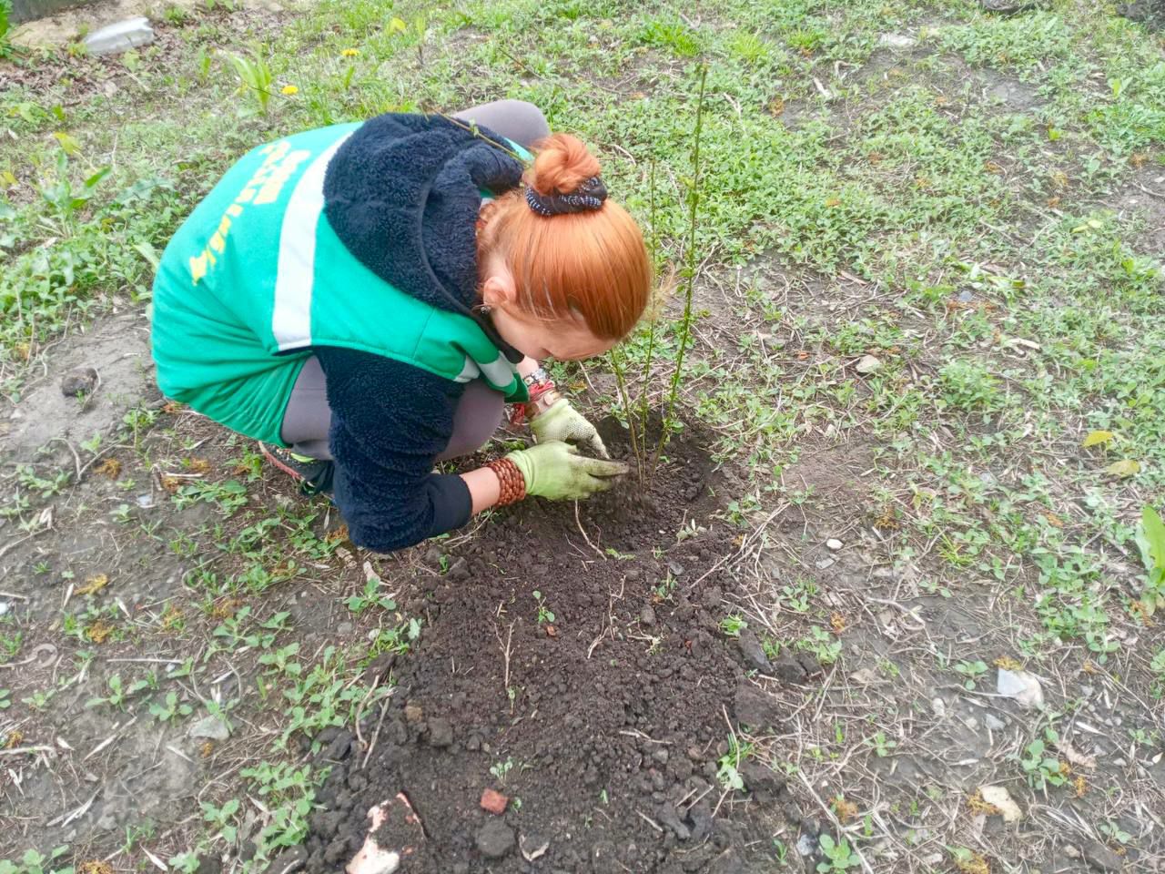 В Харькове появится персиковая аллея.