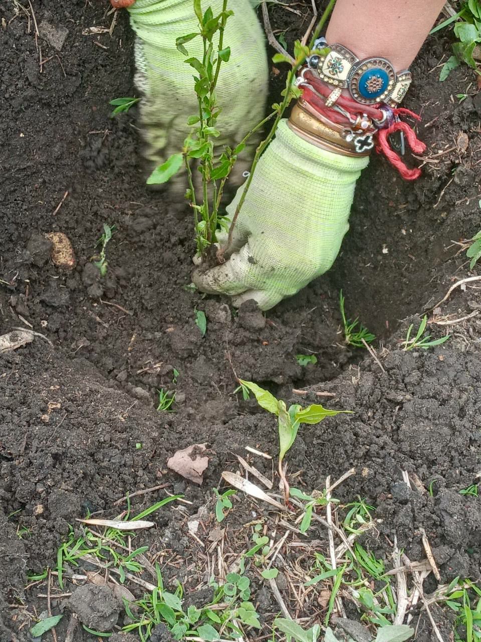 В Харькове появится персиковая аллея.