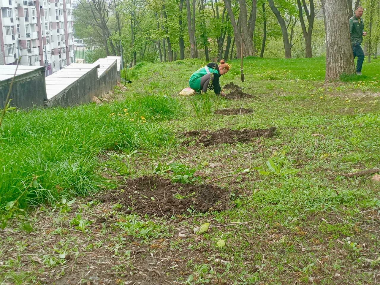 В Харькове появится персиковая аллея.