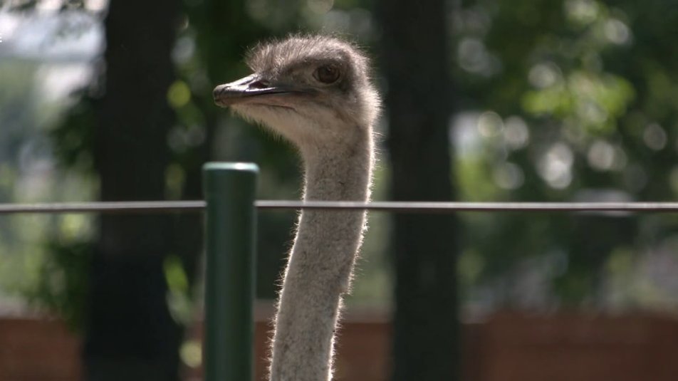 Не вивезли жодної тварини: як живе Харківський зоопарк під час війни.