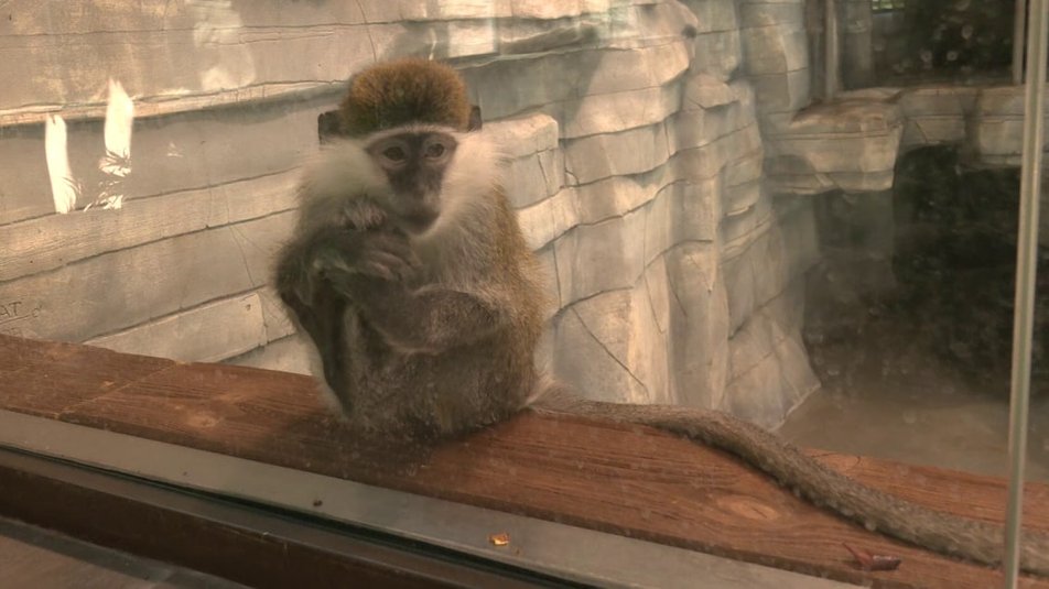 Не вивезли жодної тварини: як живе Харківський зоопарк під час війни.