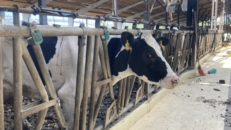 рф уничтожила одно из ведущих производств молока в Харьковской области. Фото: Суспільне