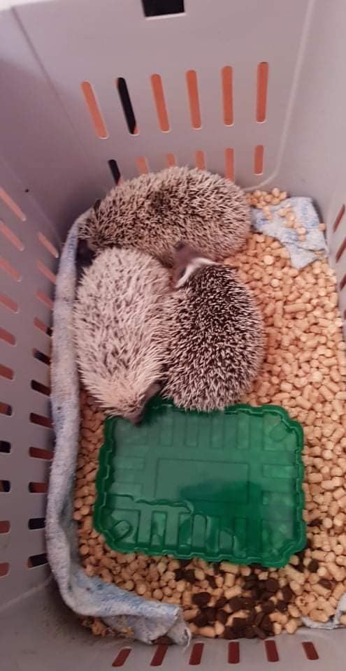 Фото: facebook/GummiBlueDreams