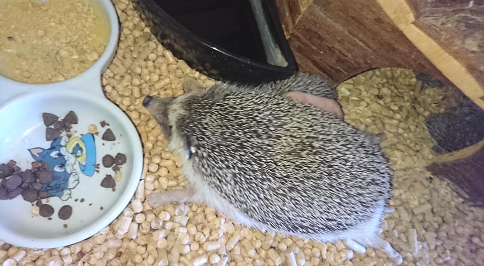 Фото: facebook/GummiBlueDreams