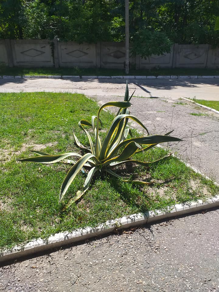 На ХТЗ зацвели кактусы. Фото: Сергей Кириченко/Типичное ХТЗ