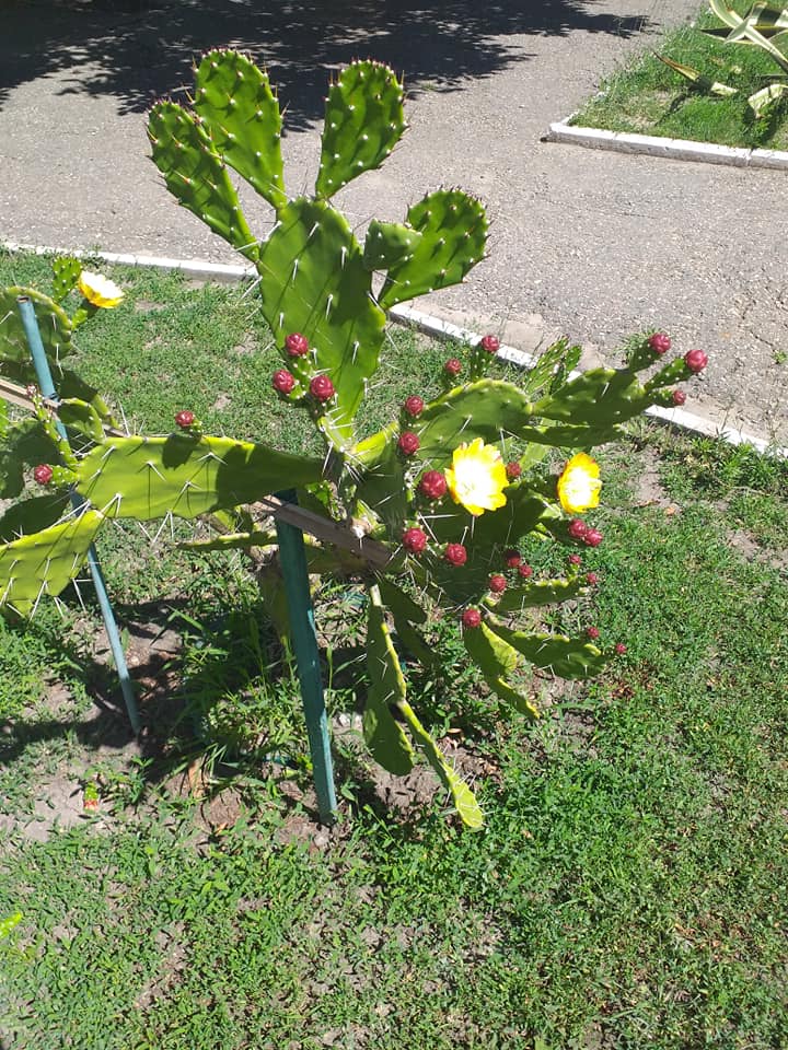 На ХТЗ зацвели кактусы. Фото: Сергей Кириченко/Типичное ХТЗ