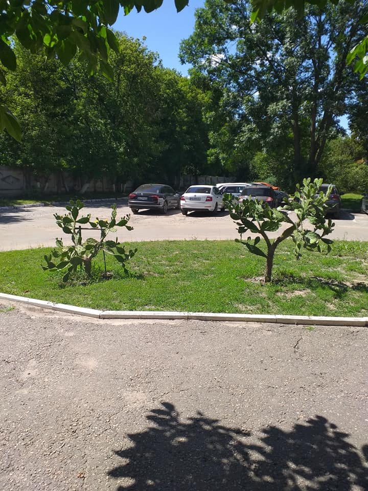 На ХТЗ зацвели кактусы. Фото: Сергей Кириченко/Типичное ХТЗ