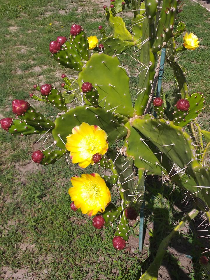 На ХТЗ зацвели кактусы. Фото: Сергей Кириченко/Типичное ХТЗ