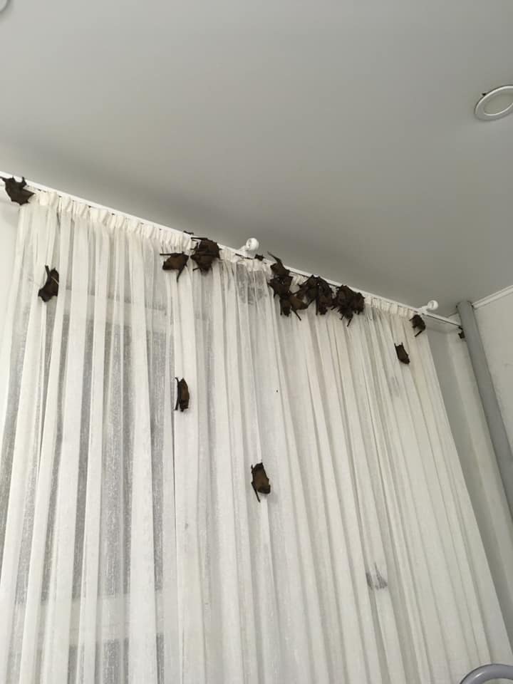 Фото: facebook/KharkivBatGroup