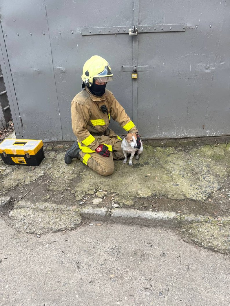 В Харькове из горящей квартиры спасены мужчина и собака. Фото: Богдан Гладких