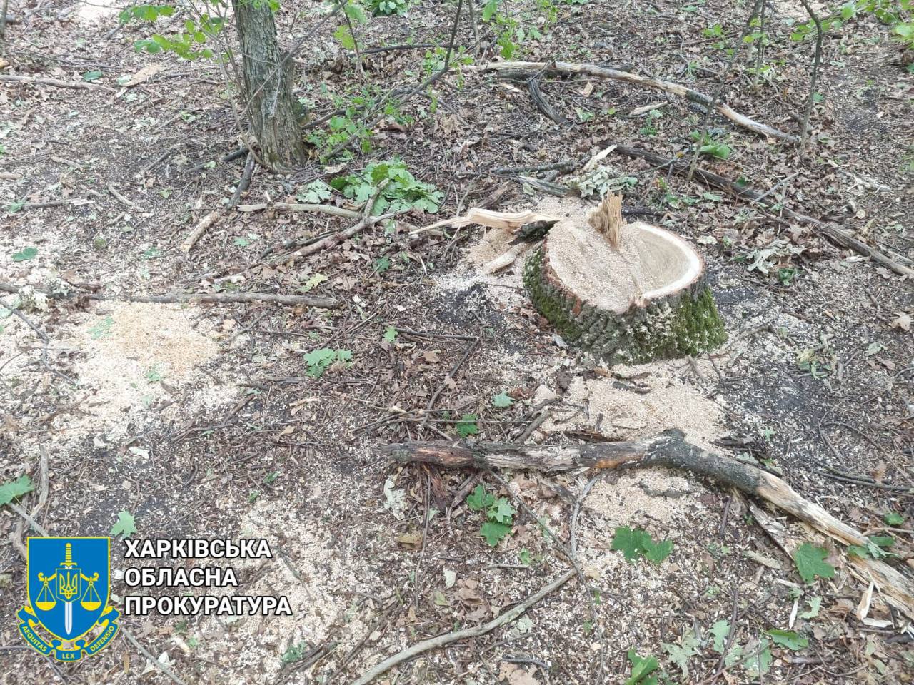 Збитки &mdash; 1,6 млн грн: на Харківщині судитимуть трьох "чорних лісорубів". Фото: Харківська облпрокуратура