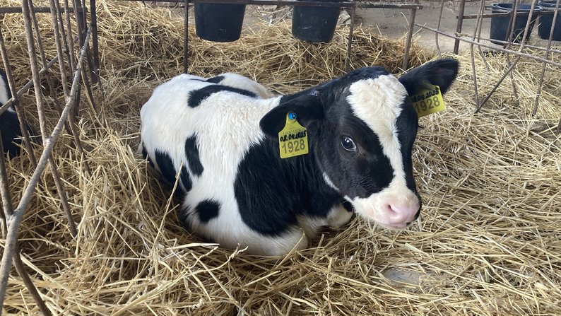 рф уничтожила одно из ведущих производств молока в Харьковской области. Фото: Суспільне