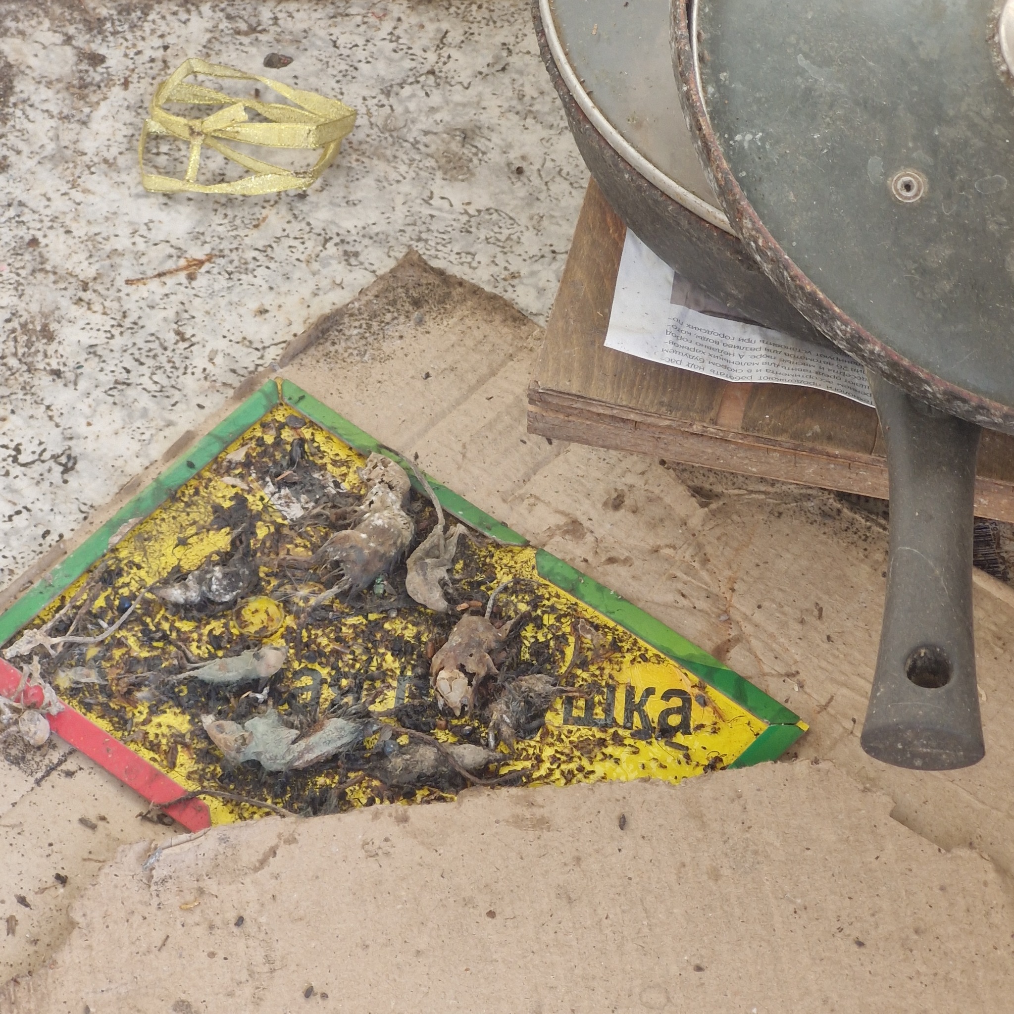 Модульне містечко для ВПО у Харкові визнали небезпечним для проживання. Фото: Держпродспоживслужба