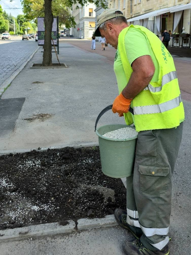 В центре Харькова срезают более 60 деревьев. Фото: facebook/zelenbudkharkiv