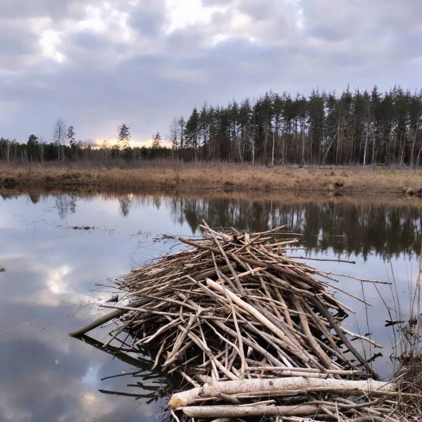 Домик бобра. Фото: facebook/SlobozhanskyiNationalPark