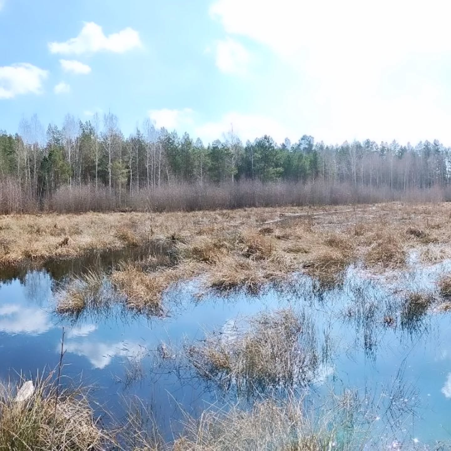 На Харьковщине полностью пересохли лесные болота: экологи бьют тревогу. Фото: facebook/SlobozhanskyiNationalPark