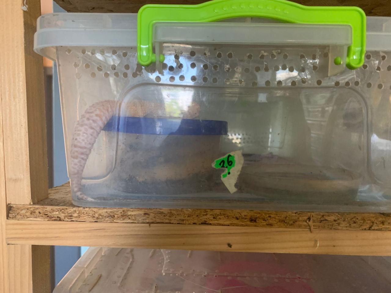 У Харкові з квартири вилучили екзотичних тварин. Фото: Харківська міськрада