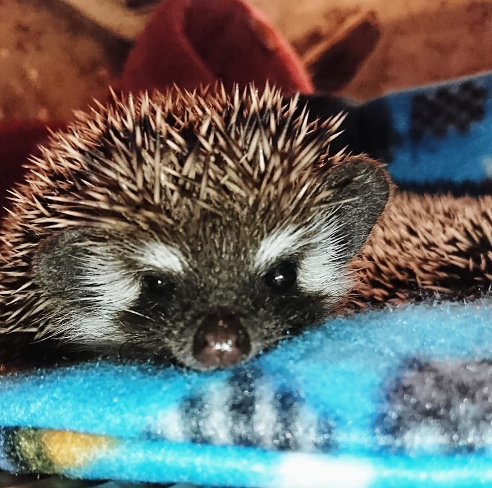 Фото: facebook/GummiBlueDreams