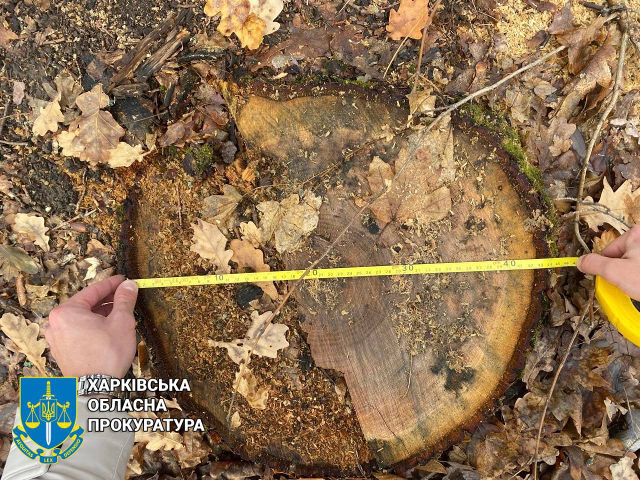 Збитки &mdash; 1,6 млн грн: на Харківщині судитимуть трьох "чорних лісорубів". Фото: Харківська облпрокуратура