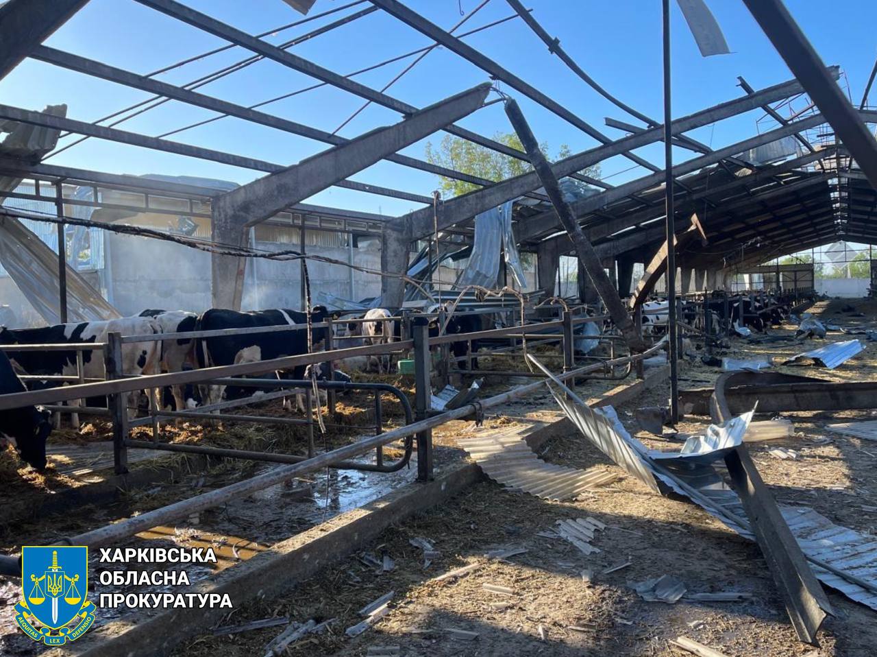 Обстріли на Харківщині: є поранений, знищено агрооб&rsquo;єкти, загинуло два десятки корів. Фото: Харківська облпрокуратура
