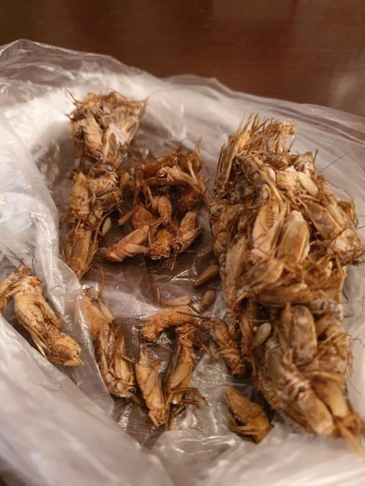 Сверчки. Фото: facebook/GummiBlueDreams